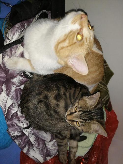 娱乐圈吃瓜猫是谁啊,揭秘神秘“吃瓜猫”的真实身份